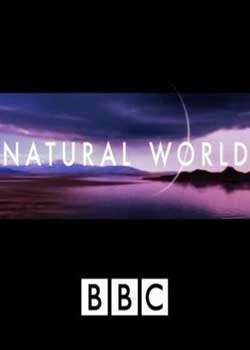 BBC自然世界搜寻大象