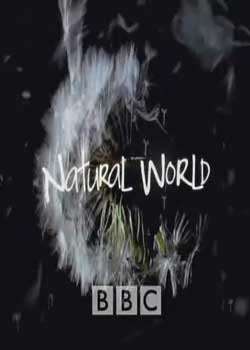 BBCȻ֮ǵһ