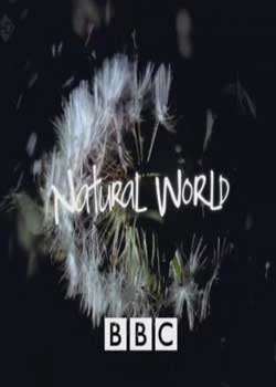 BBCȻԭԴʦ