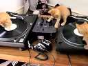 DJ 