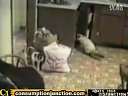 crazy cats