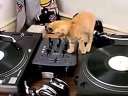 DJ؈