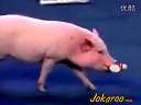 smart piggy