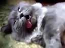 LOLITAҹԸ LOLITAҹԸֱ LOLITAҹԸͼƬ LOLITAҹԸ
