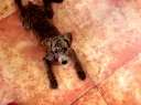 YOYOҧסҵȹӲСڶ۾