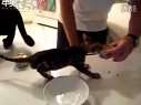 哈哈!猫咪饿得与主人抢食
