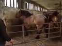 Horse Parkour Fail