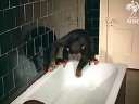 The Cutest Ever Baby Gorilla Takes A Bath