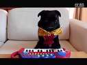 ҪϰٺӴ! piano dog\Pug 祳