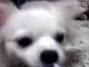 溱ϵС԰ǵĹ
