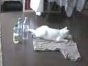 (搞笑)被自己吓了一跳的猫咪