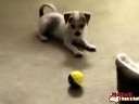 猫なの? 犬なの? 猫なの? な犬