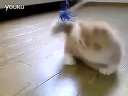 搞笑动物视频,超萌的猫猫你受得了吗