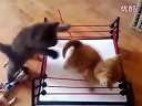 WWE cat wrestling