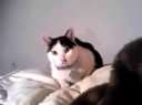 MLL HOME VIDEO