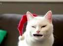 贫,Цʥècat!!!!