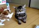 èս Natural dog and cat