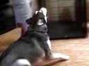 ʵӰ