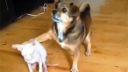 ˲Ц