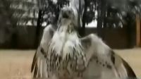 ʵӥձ""׹