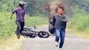 赶紧跑!摩托载客遭大象堵路