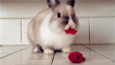 촽!ӳɽݮ