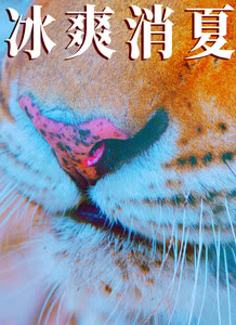 Ѫ첥